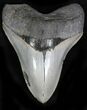 Razor Sharp Megalodon Tooth #21968-1